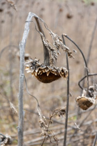 Sunflower field with withered sunflowers (Helianthus annuus). Sunflower field with withered sunflowers (Helianthus annuus).